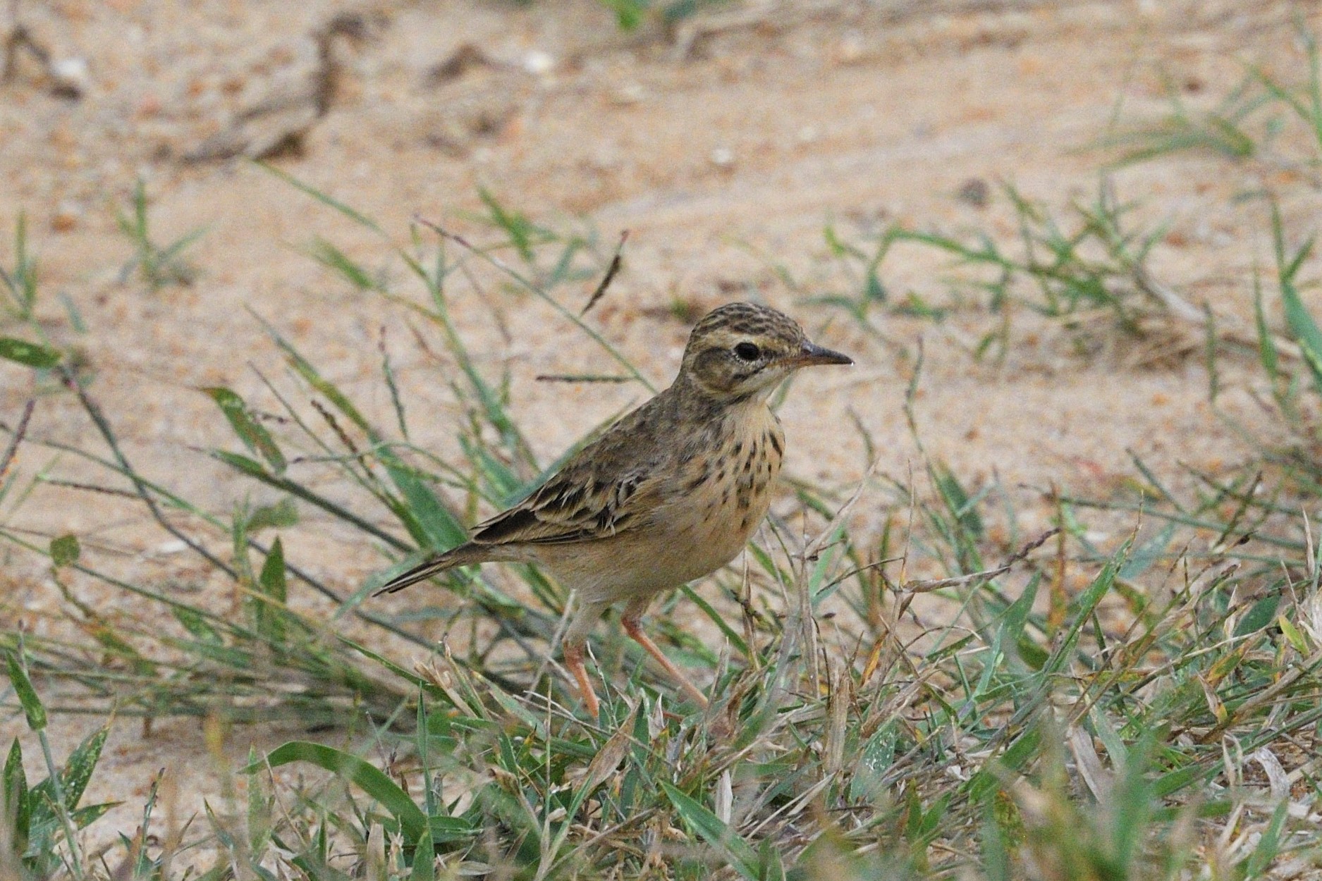 Blyth's Pipit